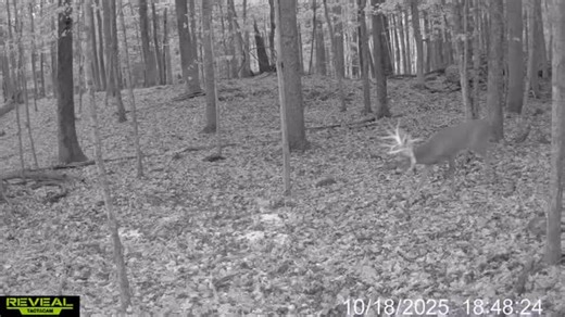 Giant buck on trail cam! How big do you think he is? #hunting #huntingseason #huntinglife #deerhunter #deerseason | Mountain Meadow Hunting Preserve
