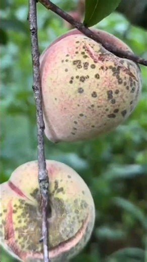 Fresh Vegetables Cleaning & Cutting Guide