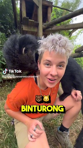 Understanding Embryonic Diapause in Binturongs