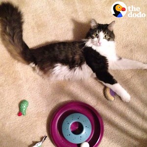 5.7M views · 3.7K reactions | This cat can run so fast on 2 legs — and his mom decided to find him a brother just like him  | The Dodo | Facebook