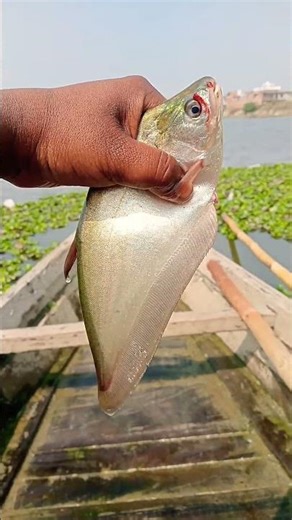 👉"This fish is known for its slender body and its flexibility." 😱😱‼️✅#shorts #youtubeshorts #youtube