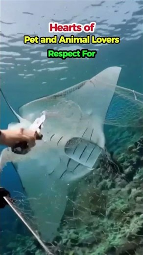 Scuba Diver Saves Manta Ray Trapped in Fishing Net | Ocean Wildlife Rescue