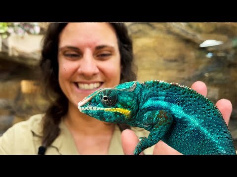 Chameleons are such Amazing Animals🤩