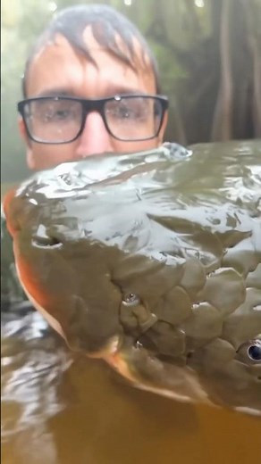 Arapaima almost caught (Big Fish) #fishing #arapaimafish #amazonriver #fyp