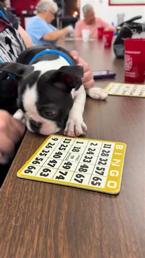 This adorable Boston pup is looking for a family to snuggle up with! Will you be the one? 🐶💖 #PuppyAdoption #BostonTerrier #FureverFamily #LoveAtFirstBark #AdoptMe