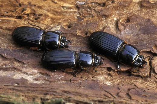 10 Fascinating Facts about Bess Beetles