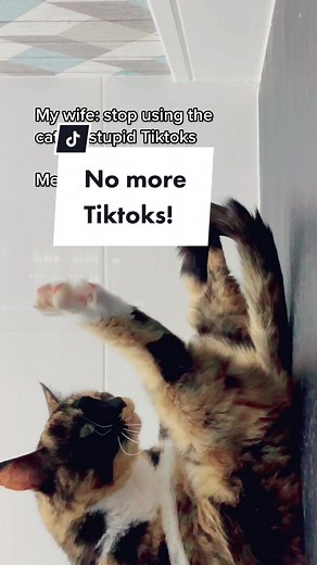 Cool Cat Gangsta Kitty Going Viral