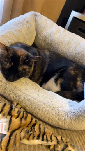 She wakes me up every morning 🌼😂 #foryoupage #fyp #viral #cat