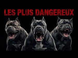 Les 10 CHIENS les plus DANGEREUX du MONDE!