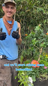 Let’s make a butterfly pot with Jack! Not only will it attract butterflies for the nectar of these flowers, but we have 4 host plants including two Florida natives! These hosts will attract 6 different butterflies and be a great nectar source for even more varieties. Keep a grow bag like this in the sun, and you’ll have a beautiful flower garden and butterflies galore! Which butterfly is your favorite? 🦋 | Driftwood Garden Center and Florist