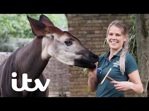 The Zookeepers Perform An Ultrasound Of A Rare Okapi Baby | London Zoo: An Extraordinary Year | ITV