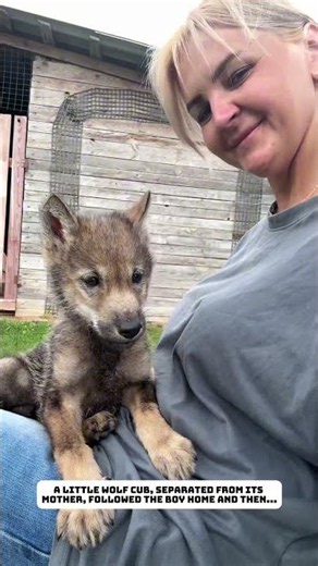 The little wolf followed the boy home.#wolf #rescue #animals #lovestory