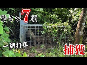 「一網打尽」箱罠でイノシシを7頭捕獲！