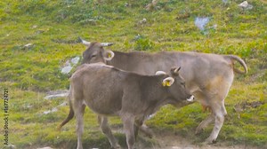 Cattle Male Female Bull Cow Adult Breeding Sex Copulation