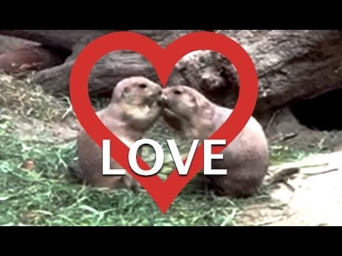 Prairie Dogs kissing - These cute animals show some love