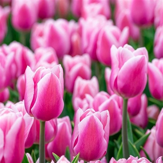 5 Light and Dreamy Tulip Bulbs, Soft Pastel Spring Flowers, Elegant Garden Blooms, Ornamental Flower for Home Growing - Etsy