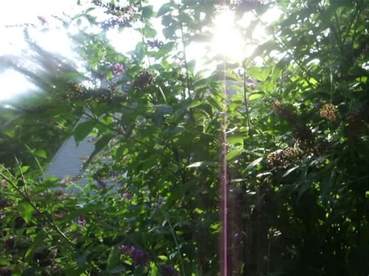 Capturing Sunlight with My Digital Camera