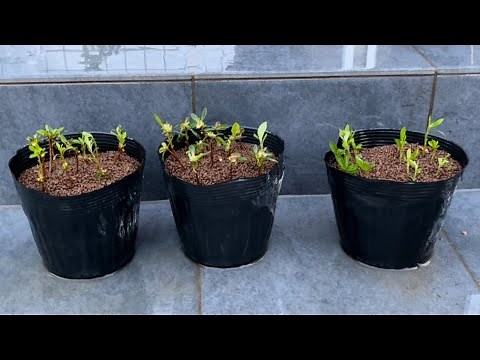 サツキの挿し木をやってみる！ 【盆栽#24】 satsuki azalea cuttings