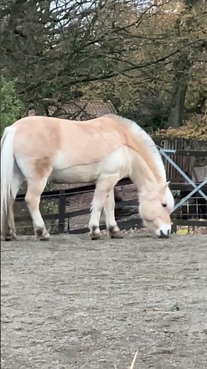 Norwegian Fjord horse one of the oldest and purest horse breeds in the world#animals#horses