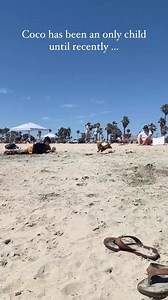 The beach is just the best ❤️❤️ . . Credit: 🎬 coco.and.avi IG 🙏 #dachshund #doxie #sausage #dog #puppy #wiener | Dachshund Fan Club