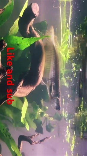 Baby ￼silver Arawana ￼ very large predatory fish it will need a big tank 🐠￼