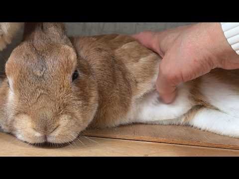 [Rabbit Owner's Privilege] This part of a rabbit's body feels absolutely amazing to the touch...