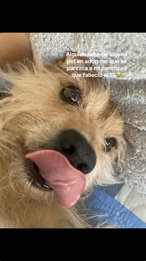 Buscar mascota en Adopt Me para recordar a mi perrito