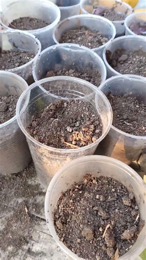 We're going to plant watermelons and show you the process #followme #friends we'll be sharing vid...