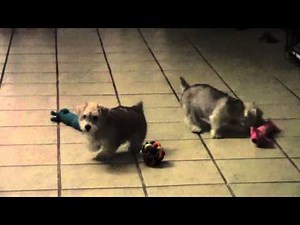 Schnoodle|poodle mix|schnauzer poodle cross|sale