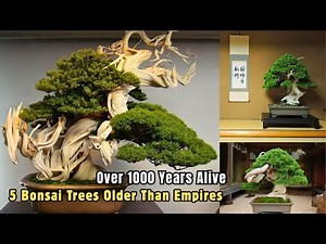 5 Bonsai Trees Older Than Empires | Lost Trees & Living Legends
