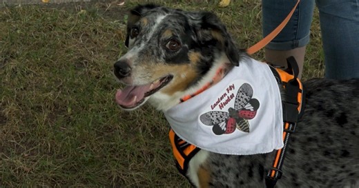 How sniffing dogs are helping get rid of spotted lanternflies