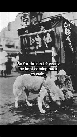 Hachikō the dog who waited 9 years at a train station #history #dog #love