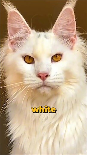 3 Rarest Maine Coon Colors That You Should Know !!