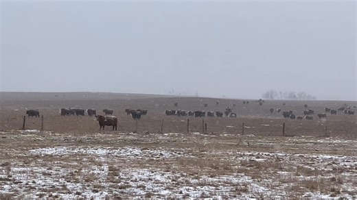 What an incredible start to winter it’s been for continuing to graze but it’s about time we start supplementing the girls | Double Bar D Farms
