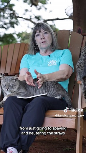 Learn from our Founder Kathy Carroll how our non-profit sanctuary started with just one injured kitten. A desire to save cats and protect our native and endangered birds on our tiny island of Lanai, Hawaii. We are the only animal rescue on our island. #fyp #lanai #catsanctuary #lanaicatsanctuary #catrescue #savingcatsprotectingbirds #lanailions
