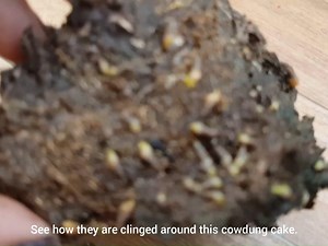 25K views · 240 reactions | SIMPLE TRICKS TO CONTROL SNAILS. | Mad gardener | Facebook