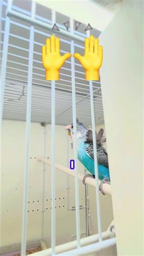 Ma sha Allah perfect result. Rare budgies . How to breed black budgies. Budgies breeding tips and