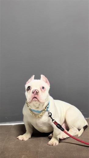 Understanding Exotic Bullies: A Comprehensive Guide