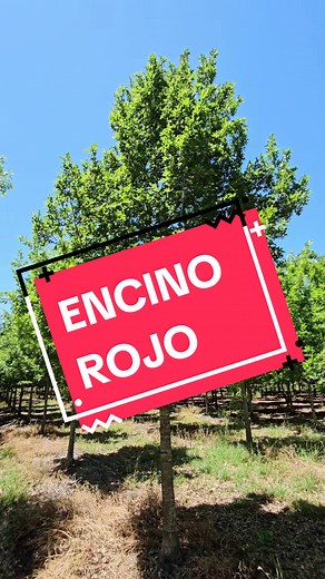 Encino Rojo: Belleza Natural del Norte Mexicano