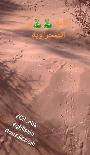 Exploring Snake Movement in Desert Ecosystems