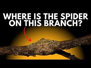 Ep. 259 ► How Does the Wrap-Around Spider Hind in Plain Sight?