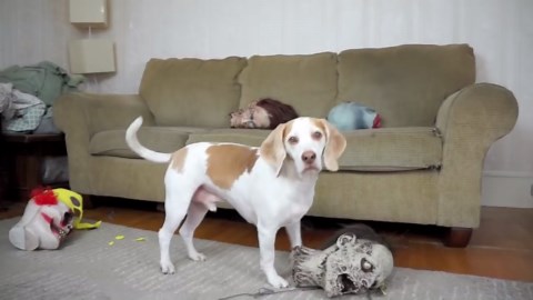 Dog vs Severed Heads: Maymo‚ Spooky Prank