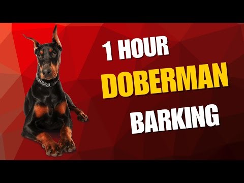Doberman Barking Noise (1 Hour) | Long Guard Dog Bark Sound Effect