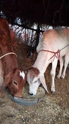Cute cow Calf Pair Eating Fait Together | Village Animal Life Short Video#CuteCalf #FarmLife#cow