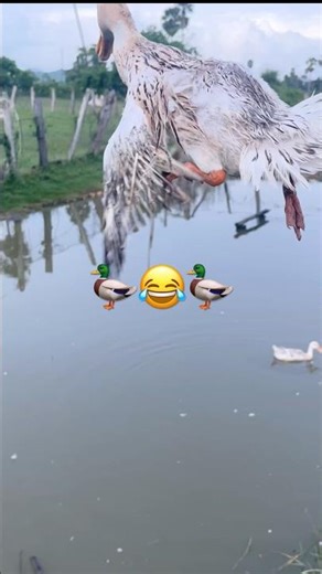 Duck swimming​ #short #shortvideo #viveral #duck