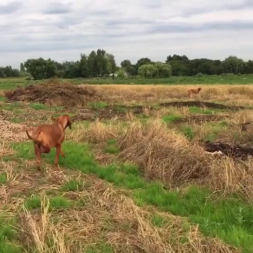 Field Dog Life on TikTok