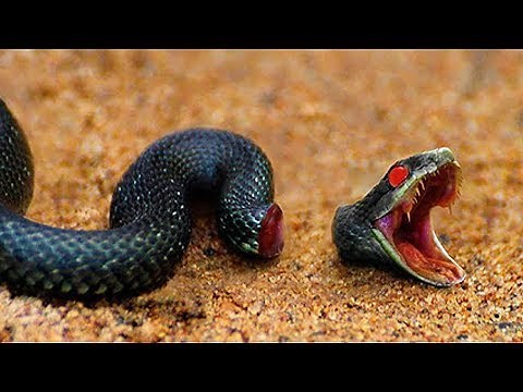 10 Animals That Can Live After Death