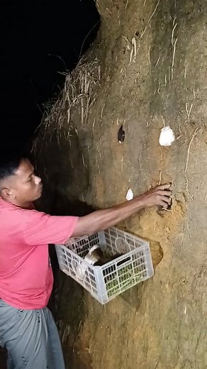 88K views · 149 reactions | Catching a strange animal in its nest #reels #animals #trend #reelsfyp | Muhammad Elbarraq | Facebook