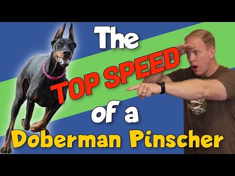 How Fast Can a Doberman Pinscher Run? America's Fastest Dobermans