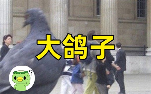 “鸽子为什么这么大”是什么梗？